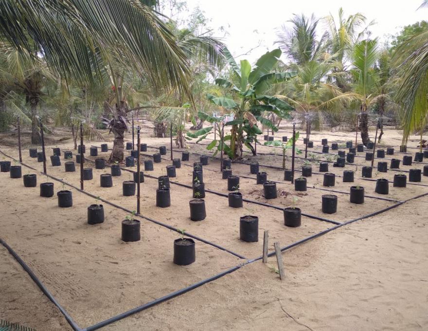 Swami Vipulananthar Elder Home, Batticaloa FAMING